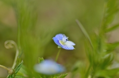 春をみつけた６