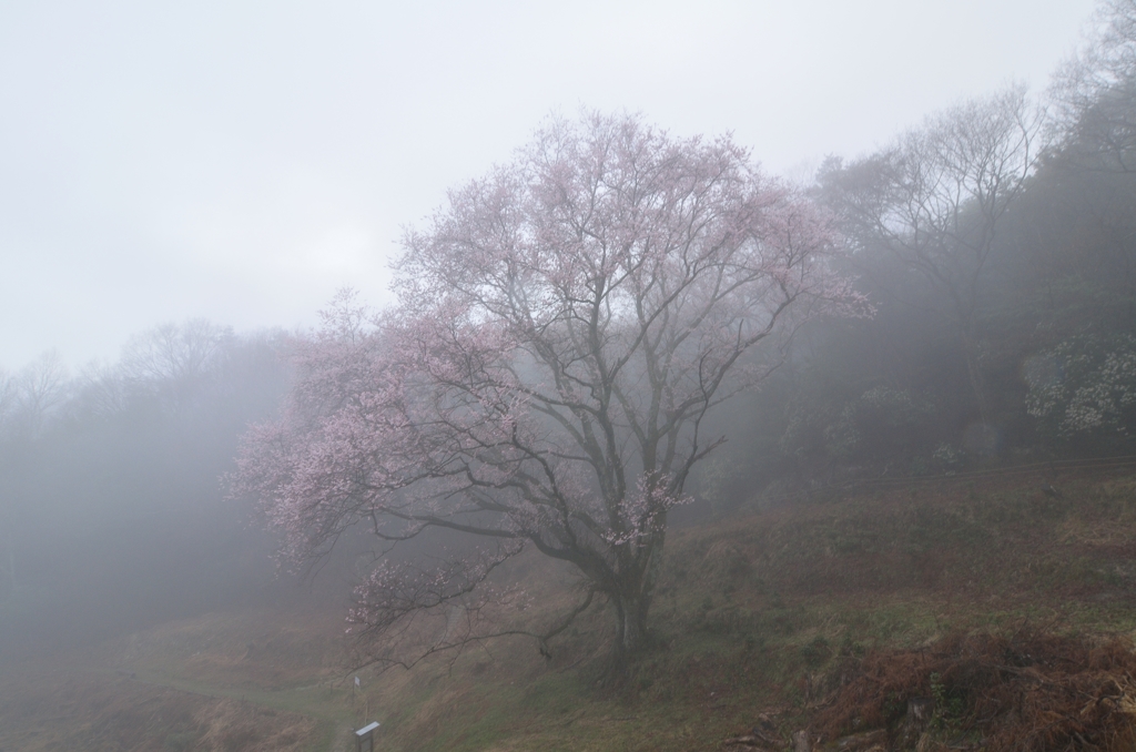 宿禰の大桜