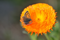 orange