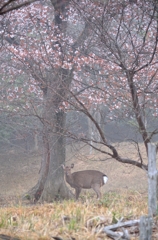 朝日山の桜３