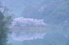 昭和池の桜　2