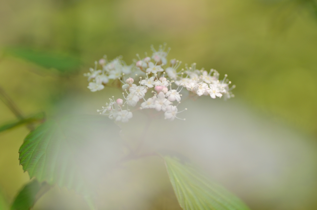 白花小紫陽花２