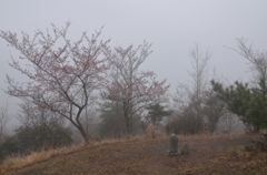 朝日山の桜２