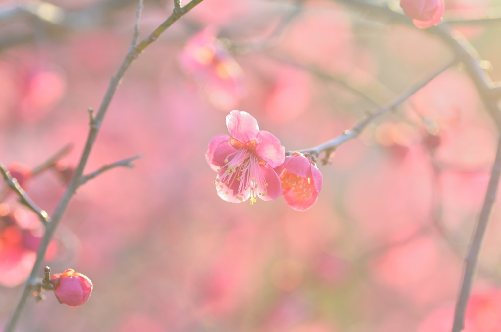 ume