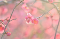 ume