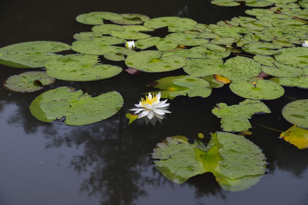 氷池で