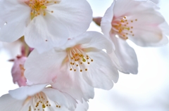 桜４