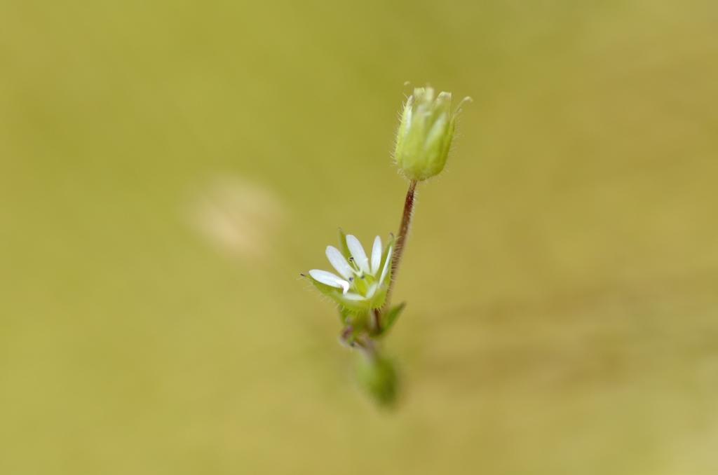 この子の名前は？
