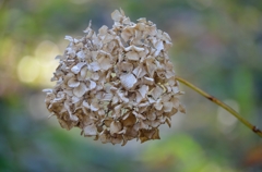 ドライフラワー