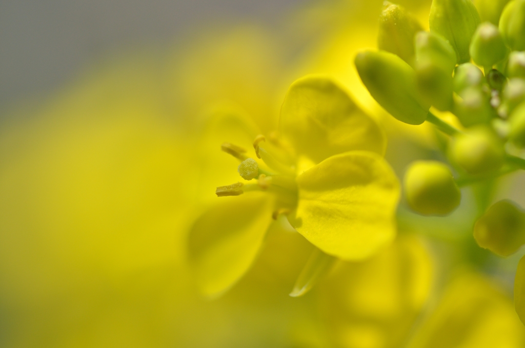 菜の花