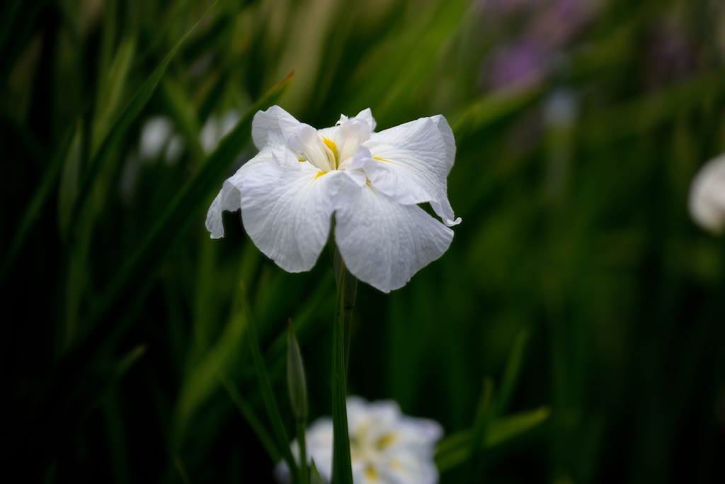 花菖蒲　Ⅱ　