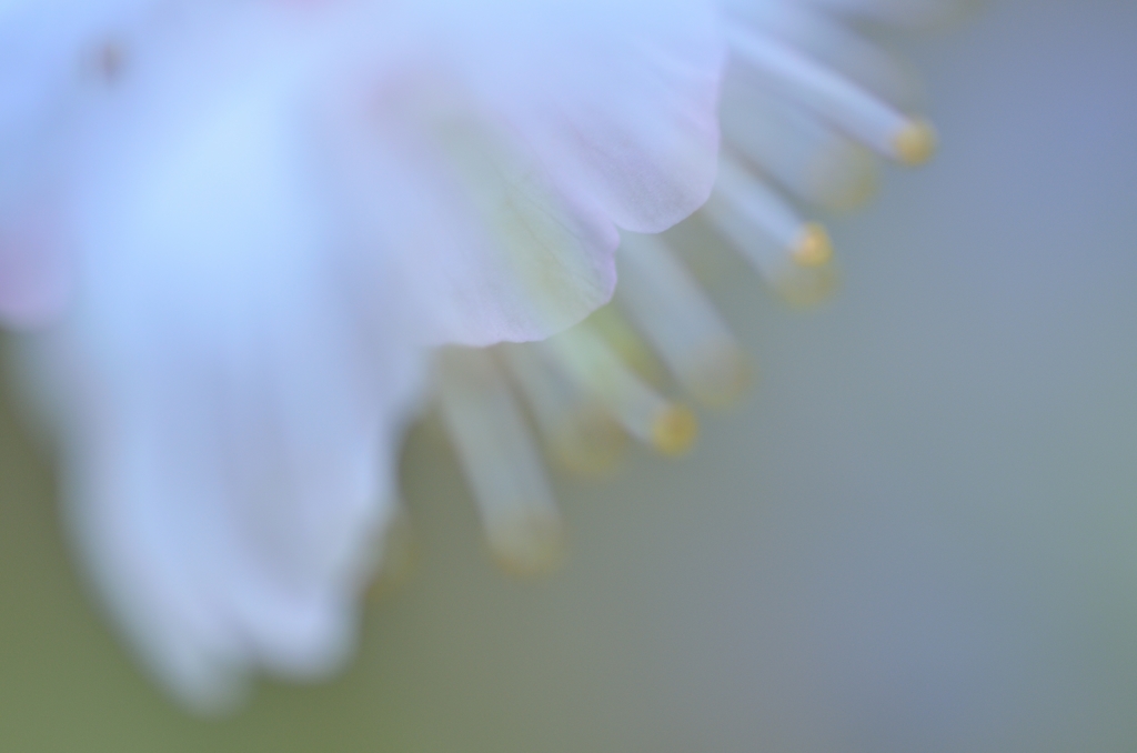 我が家に来た春