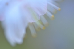 我が家に来た春