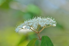 白花小紫陽花