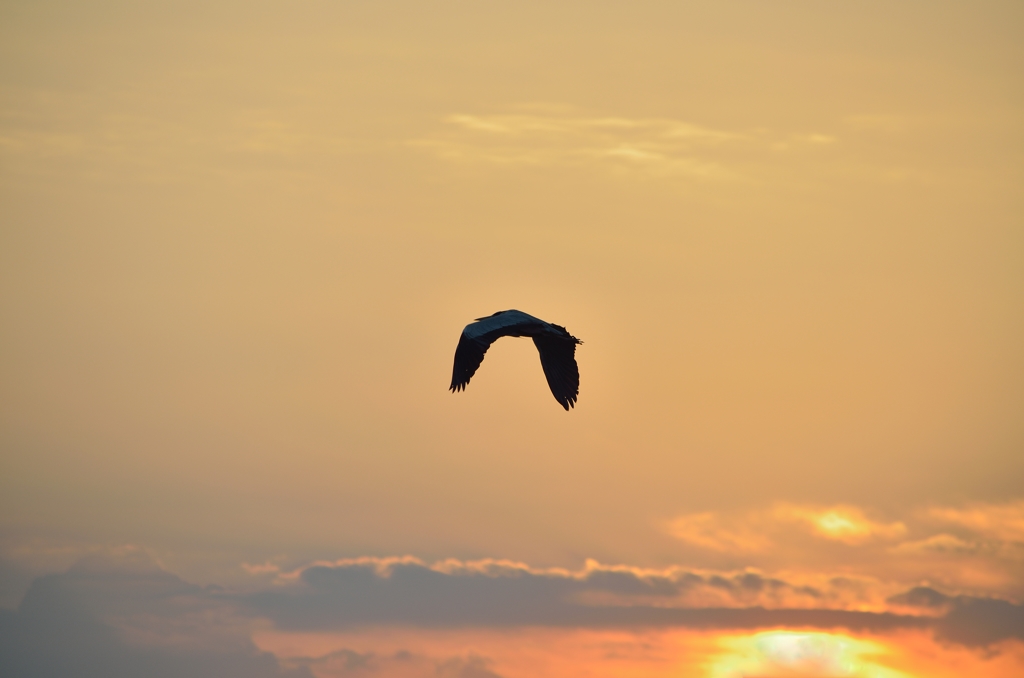 かつらに見える