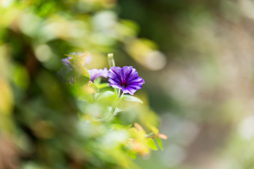 玄関先の花　3