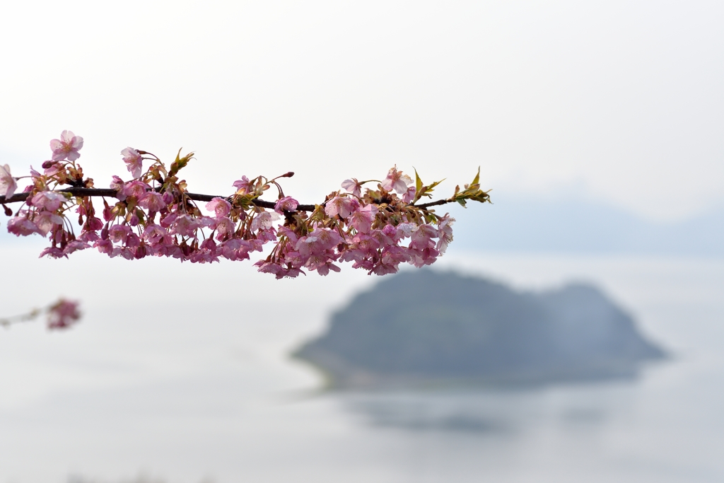 河津桜とハート島