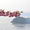 河津桜とハート島