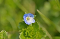 春をみつけた７