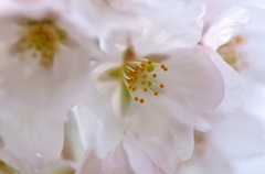 桜8