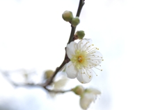 ume