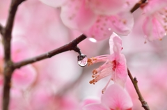 雨上がりの梅Ⅱ