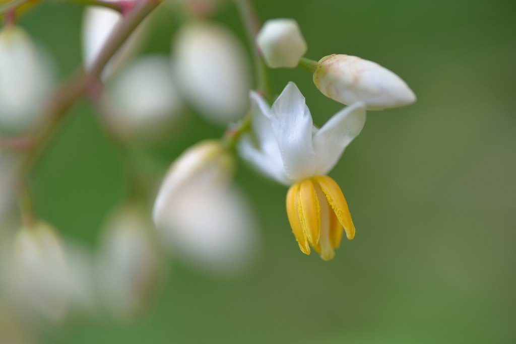 南天の花