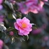 山茶花