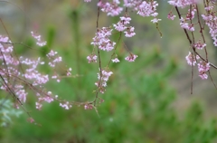 朝日山の桜４