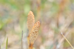 春をみつけた４