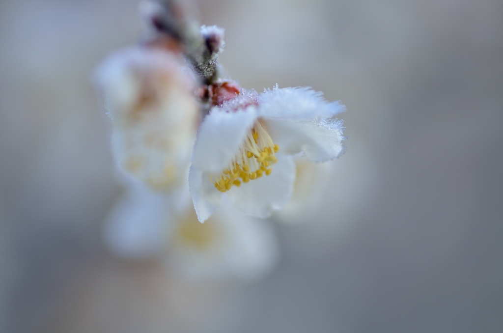 霜を纏った梅