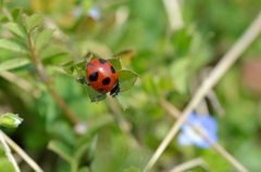 春をみつけた３