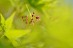 もみじの花