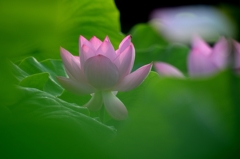 2013　棲真寺の蓮　3