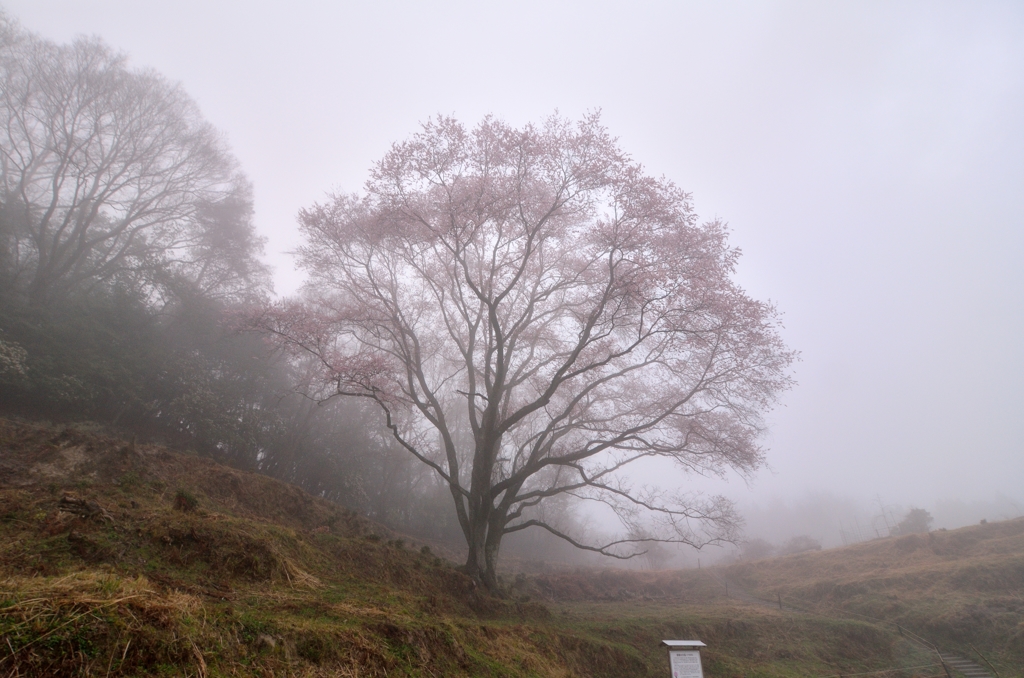 宿禰の大桜２