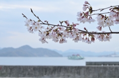海に桜に・・・気持ちいい！