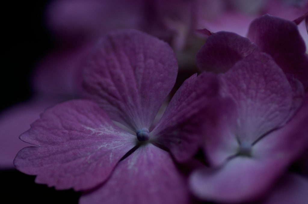 夜の紫陽花Ⅱ