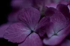 夜の紫陽花Ⅱ