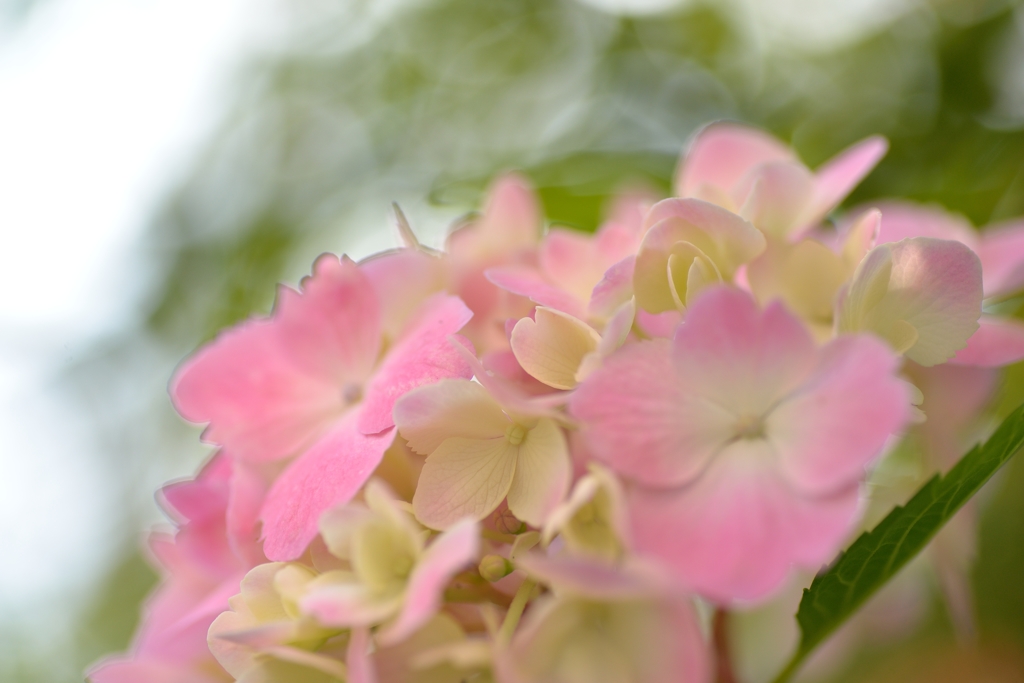 庭の紫陽花3