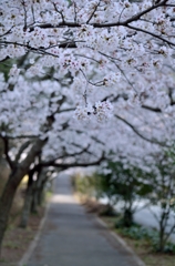 桜7