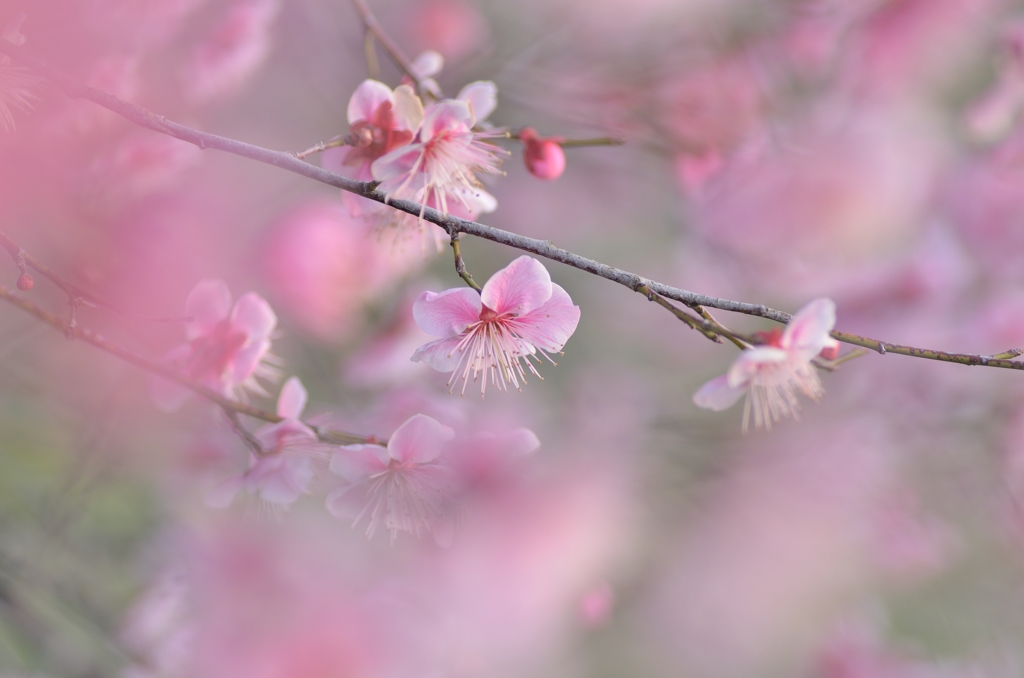 梅
