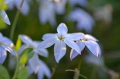 花ニラ３