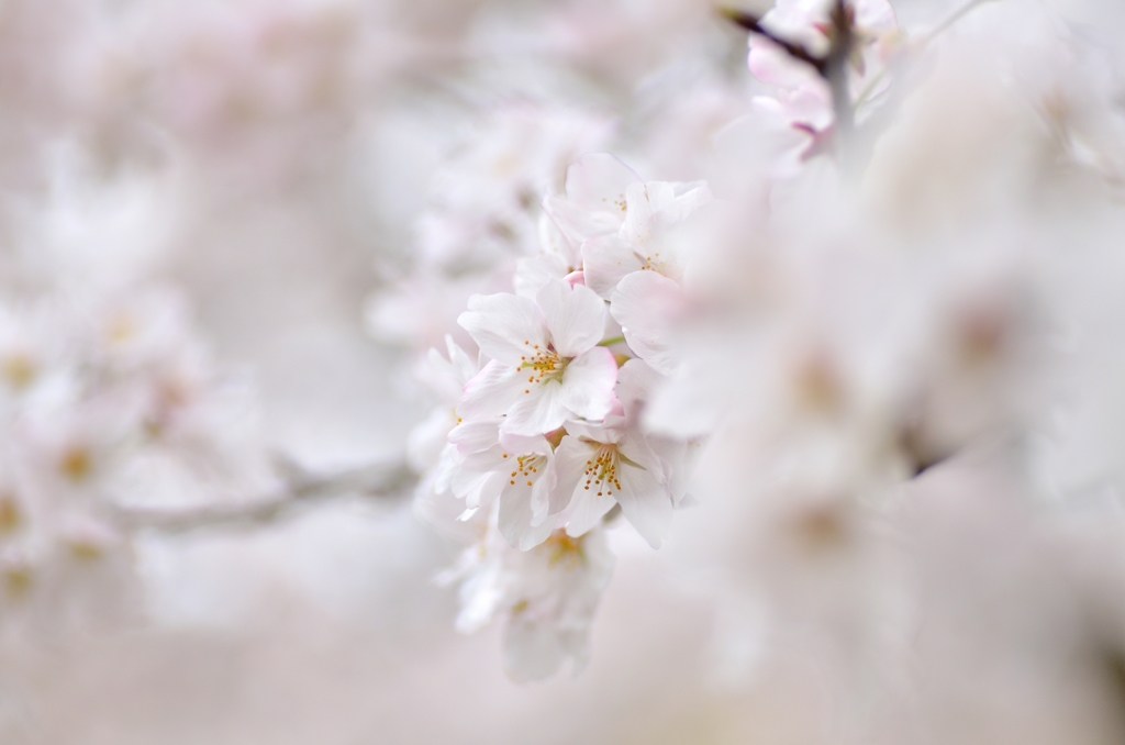 桜３