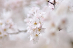 桜３