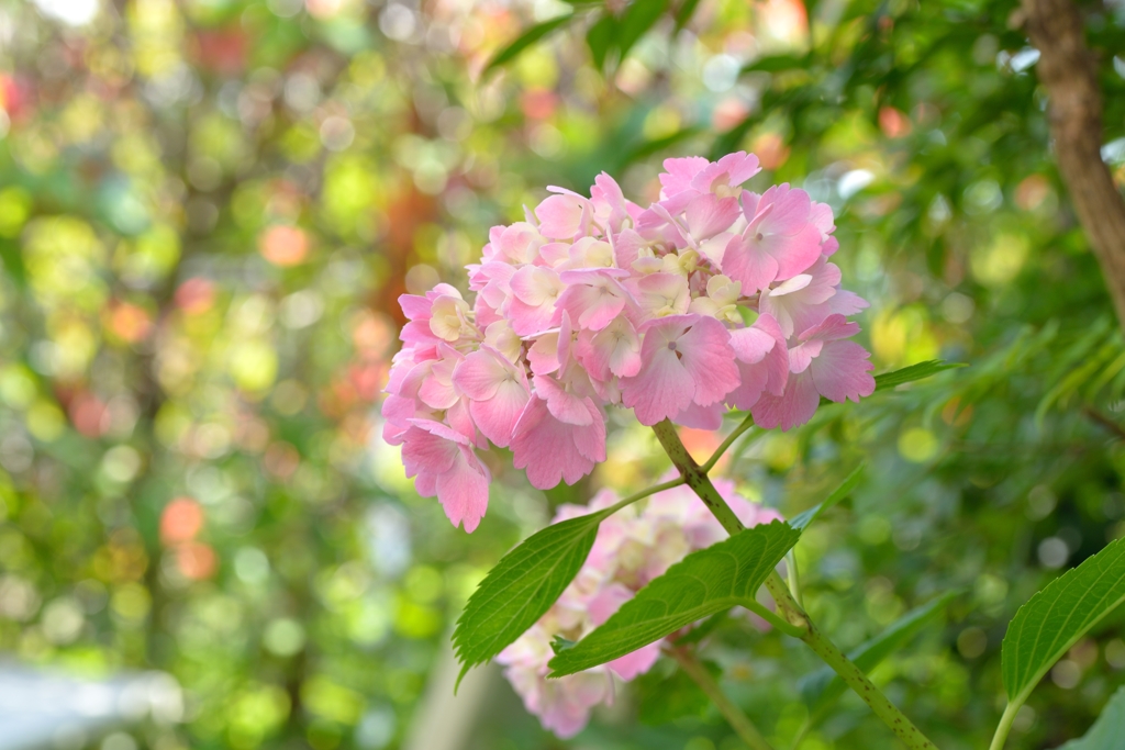 庭の紫陽花