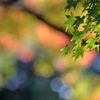 榊山八幡神社で　4