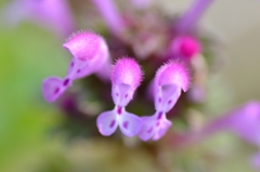 春をみつけた５