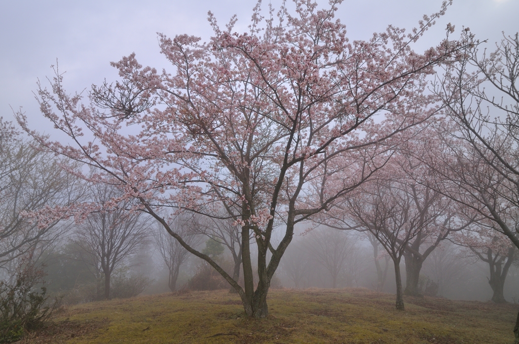 朝日山の桜