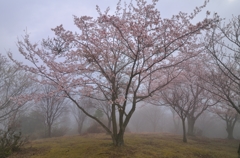 朝日山の桜