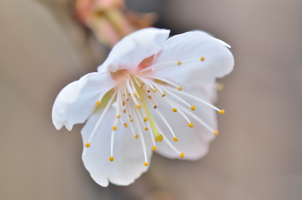 我が家に来た春２